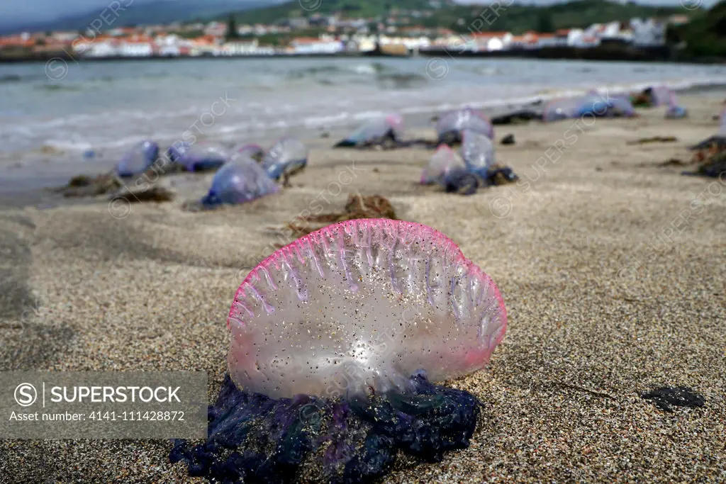 Portuguese man o' war, Physalia physalis, washed ashore. Despite its appearance, the Portuguese man o' war is not a true jellyfish but a siphonophore, which is not actually a single multicellular organism (true jellyfish are single organisms), but a colonial organism made up of many specialized animals of the same species, called zooids or polyps. These polyps are attached to one another and physiologically integrated, to the extent that they cannot survive independently, creating a symbiotic re