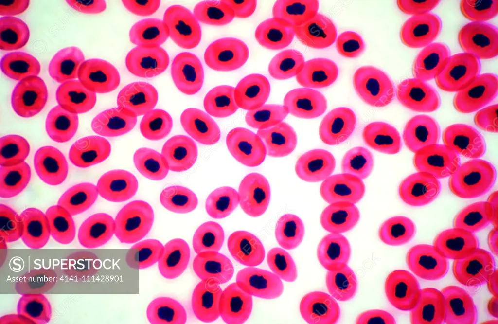 Light micrograph smear of a Common frog (Rana) red blood cells X900, UK. Non-mammalian red blood cells are oval in shape and contain a black nucleus.