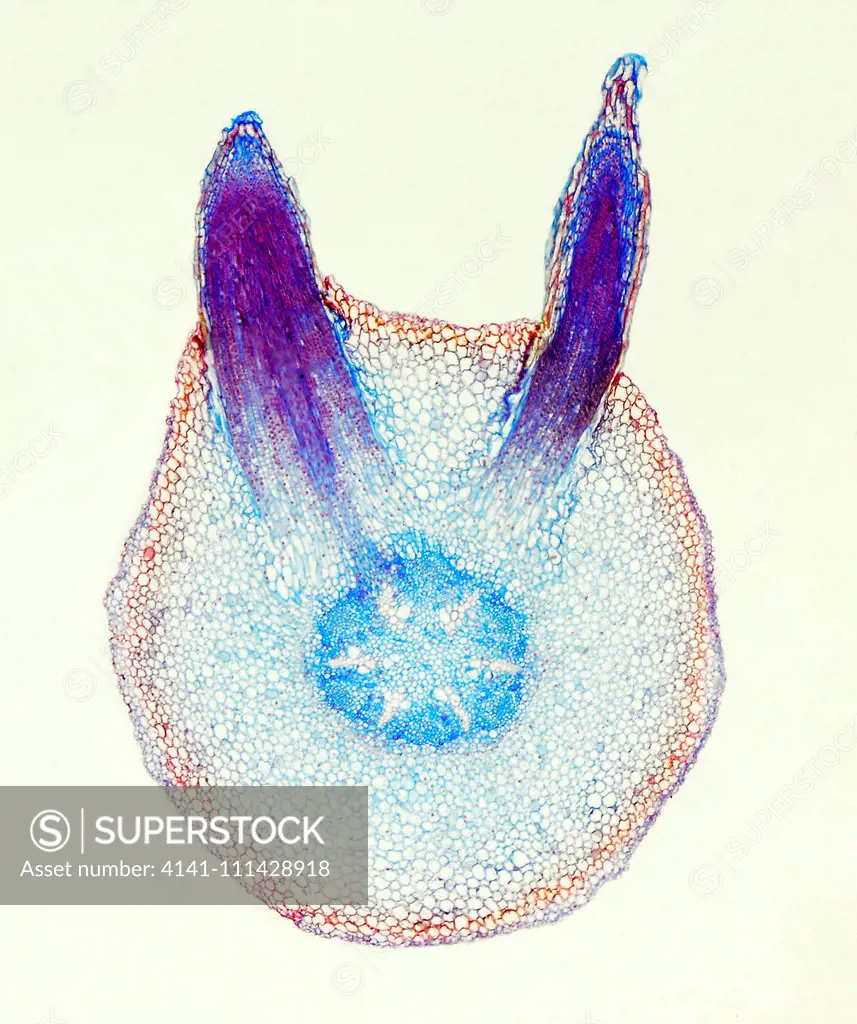 Light micrograph cross section through the young branching root of a Broad bean (Viia faba). The image shows the lateral branching roots growing from the main root.