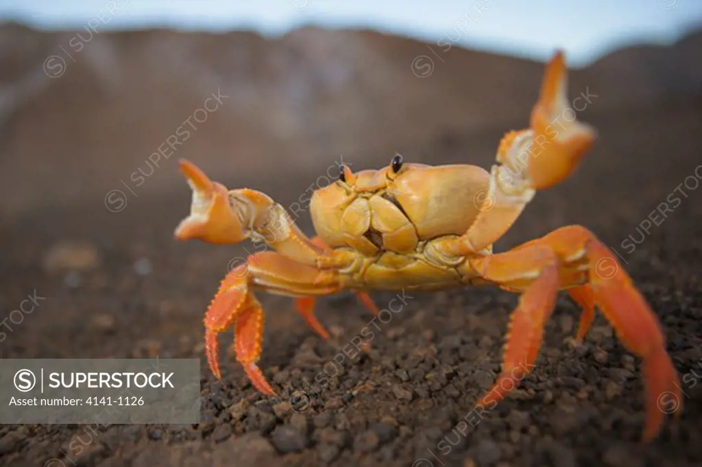 yellow land crab gecarcinus lagosto main defensive posture ascension island