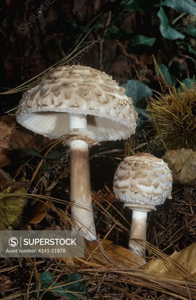 shaggy parasol fungus macrolepiota rhacodes previously known as lepiota rhacodes brittany, north western france 