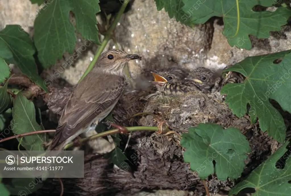 spotted flycatcher at nest muscicapa striata