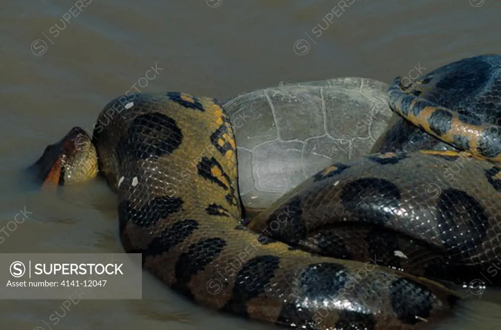 green anaconda eunectes murinus constricting river turtle prey llanos, venezuela, south america. 