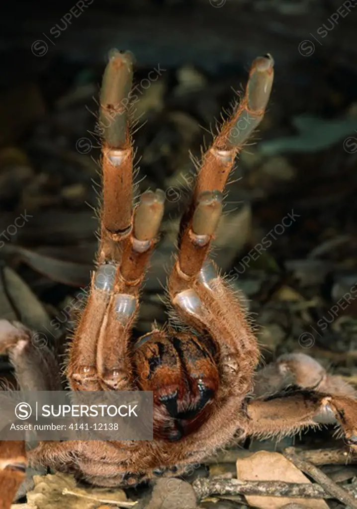 baboon spider cithisischis crayshawi in threat posture. africa