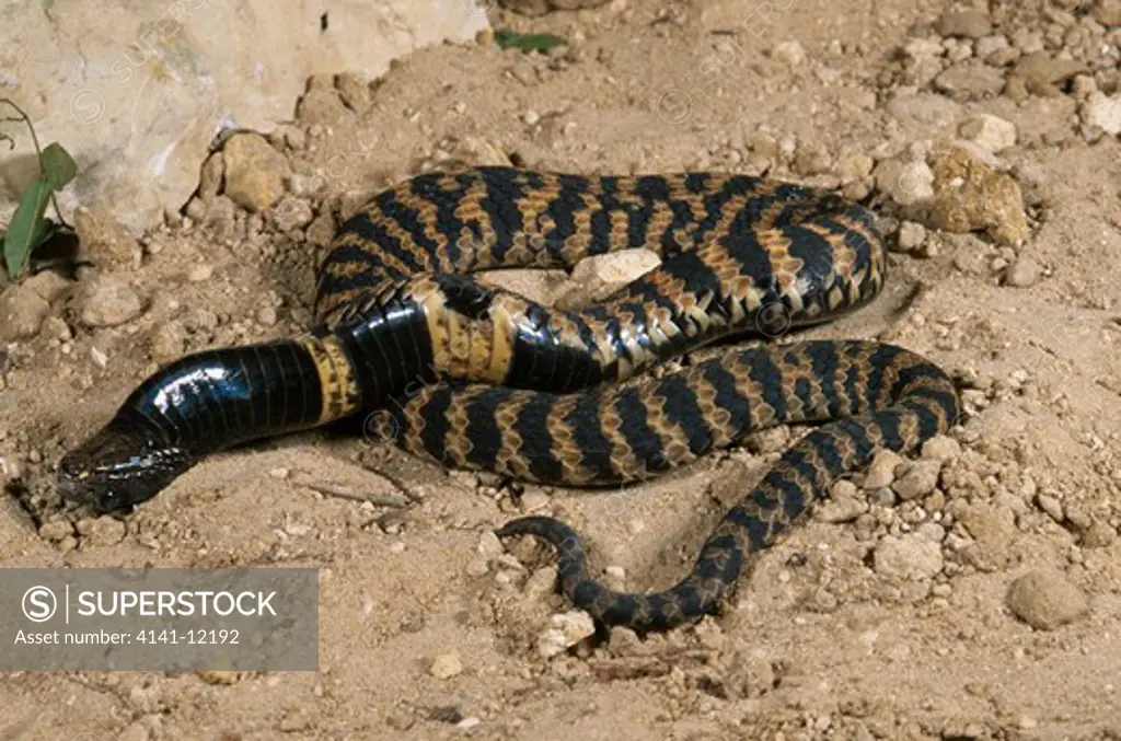 rinkhals or ringnecked spitting cobra hemachatus hemachatus feigning death. south africa