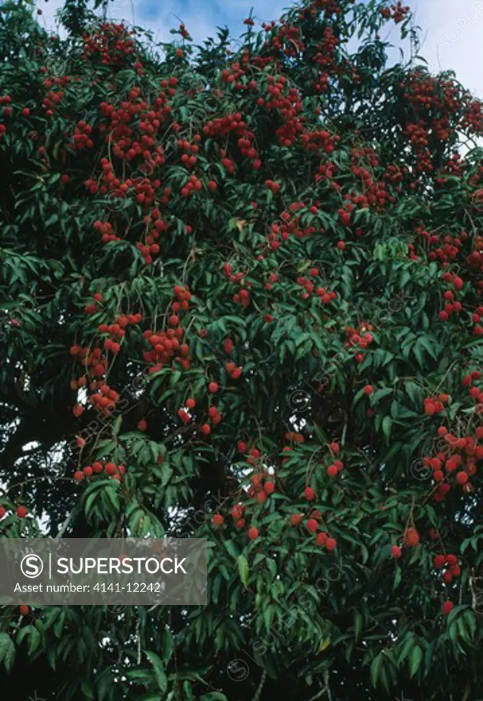 lychee fruit on tree litchi sinensis madagascar. december