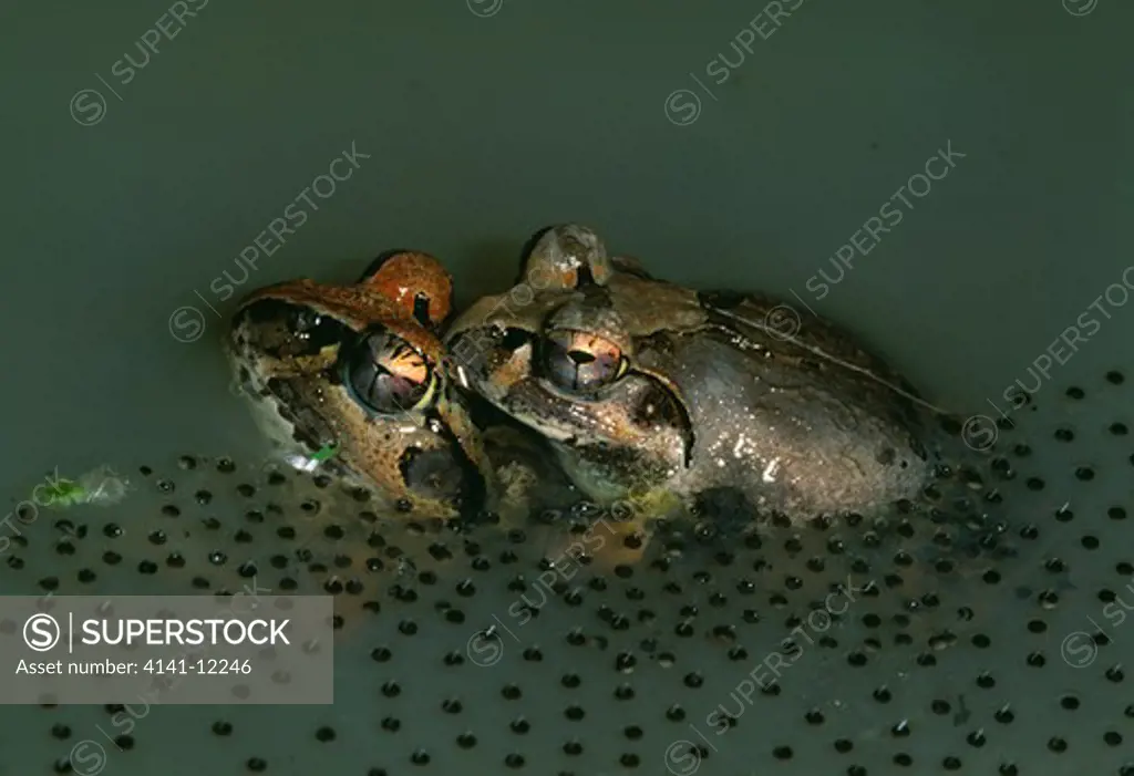 madagascar bull frog tomopterna labrosa frogs in amplexus with eggs. morondava, madagascar