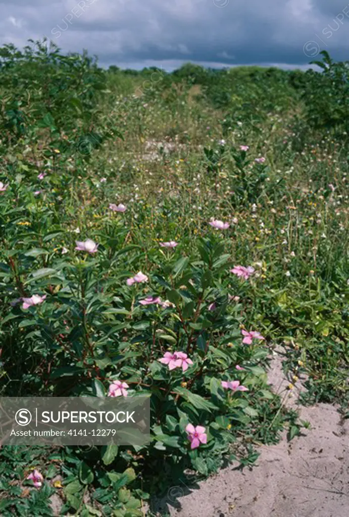 madagascar periwinkle catharanthus roseus useful medicinal plant ipetrika, madagascar