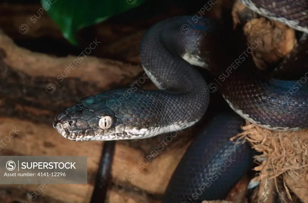 savu island python liasis mackloti savuensis savu island, indonesia.