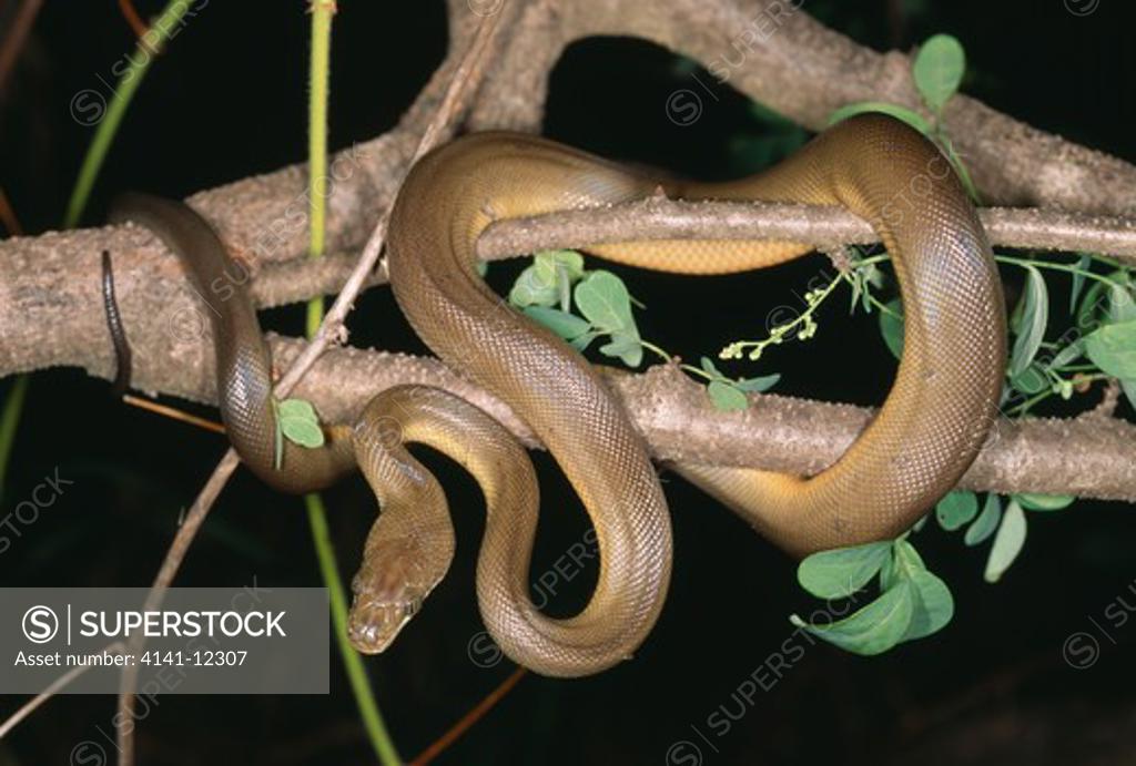 olive python liasis olivaceus northern territory, australia. - SuperStock