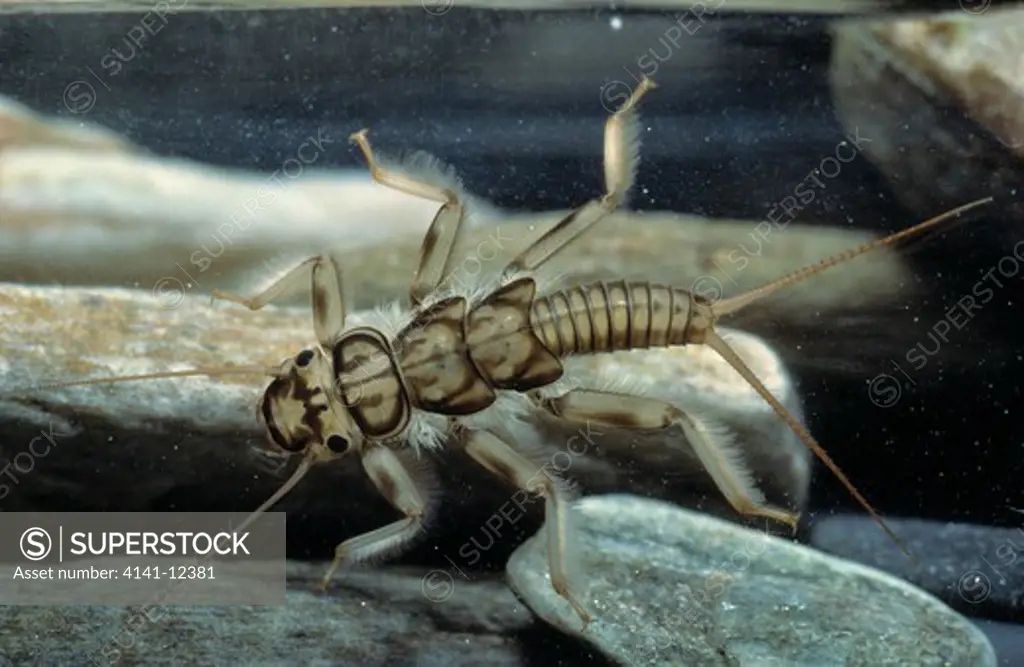 stonefly larva underwater dinocras sp.