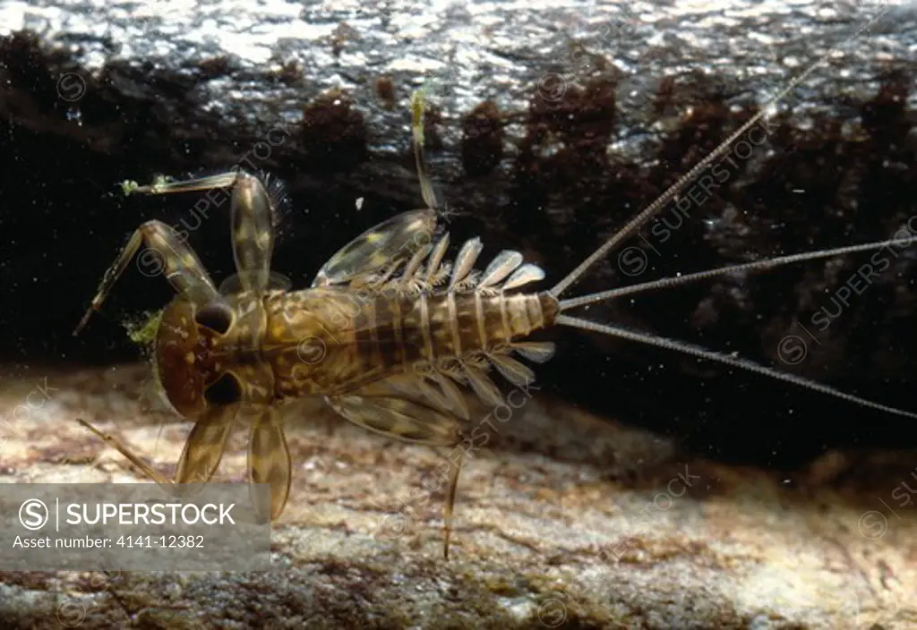 mayfly larva ecdyonurus sp. underwater, dorsal view 