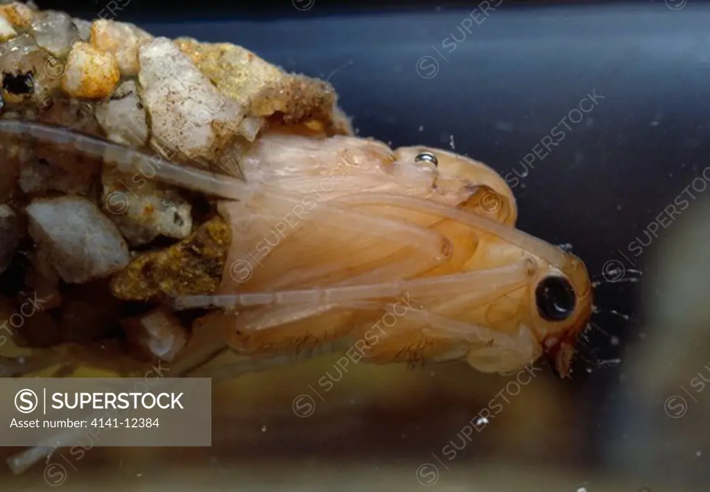 caddisfly pupa with case order trichoptera 