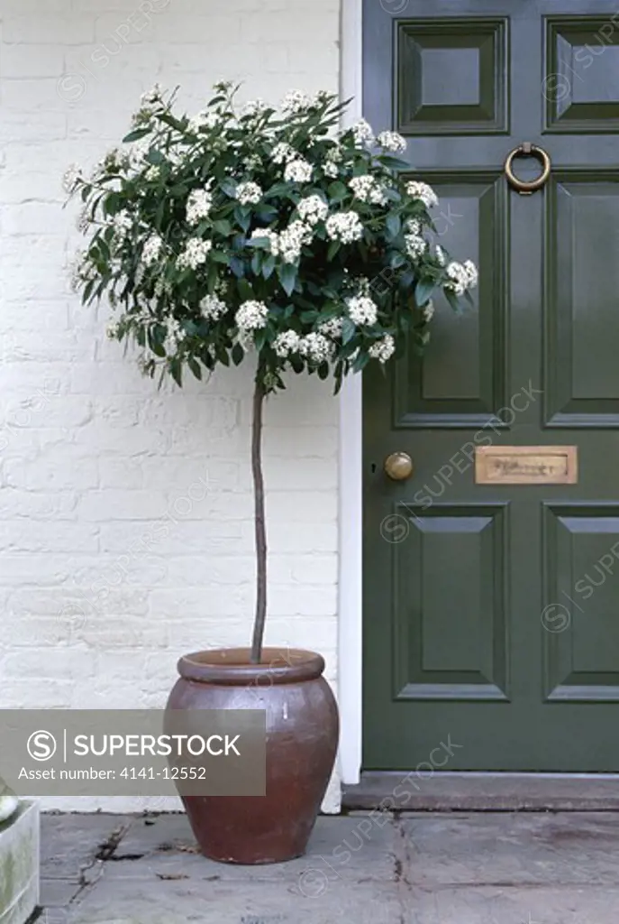 standard viburnum viburnum tinus flowering in pot by door species native to mediterranean region