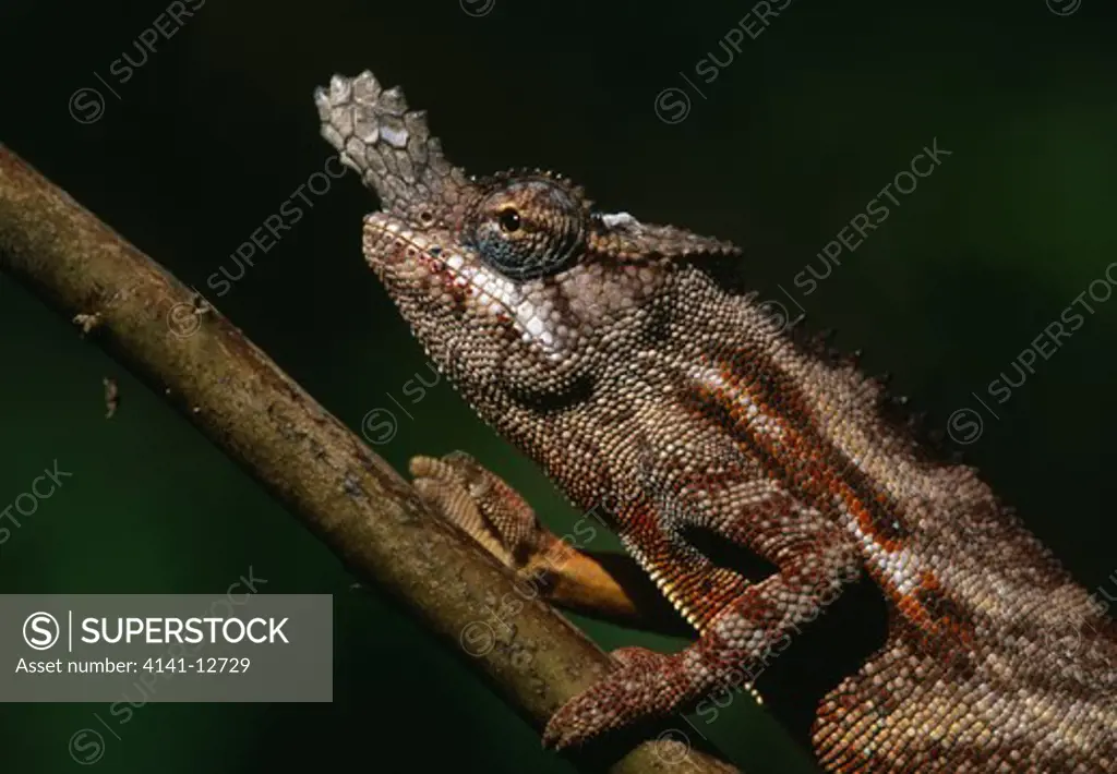 lesser chameleon male furcifer minor on tree branch. madagascar. 