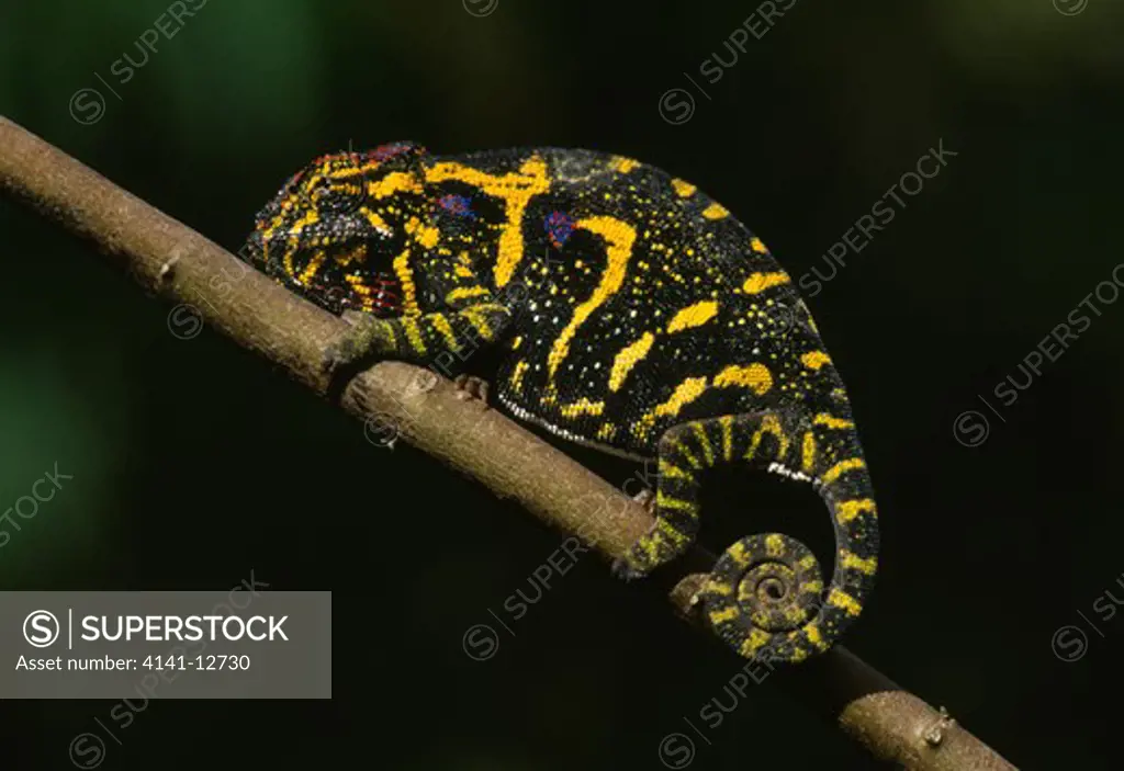 lesser chameleon furcifer minor pregnant female on tree branch. madagascar. 