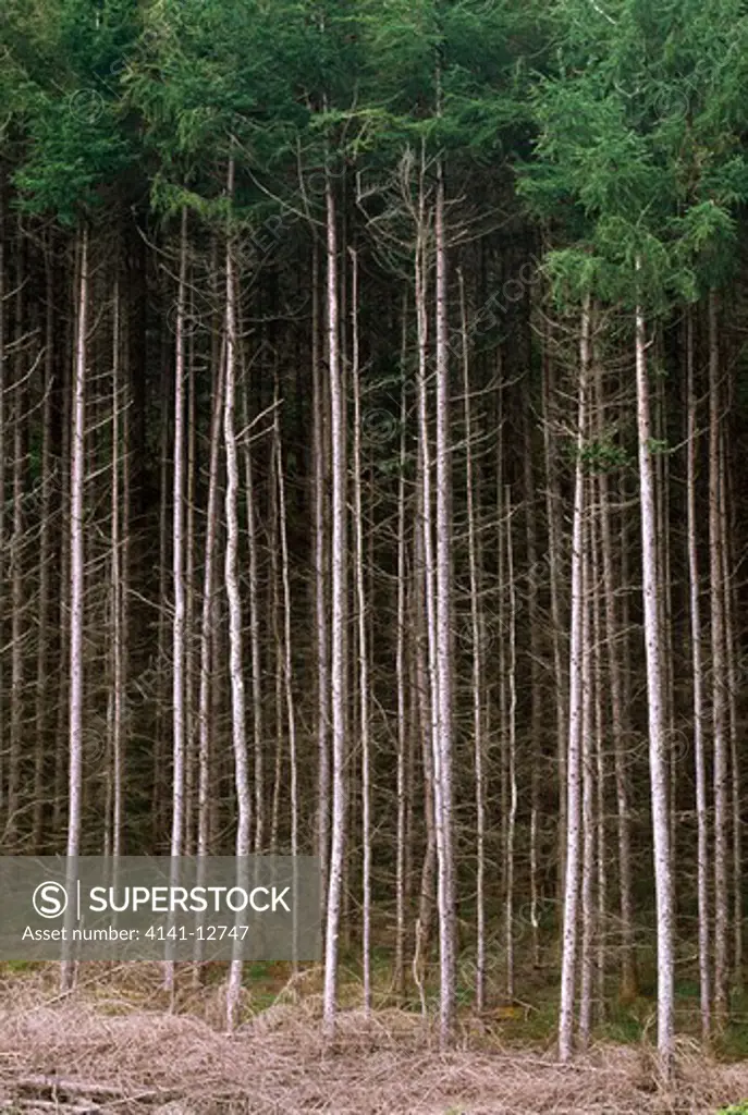 conifer plantation mull, scotland.