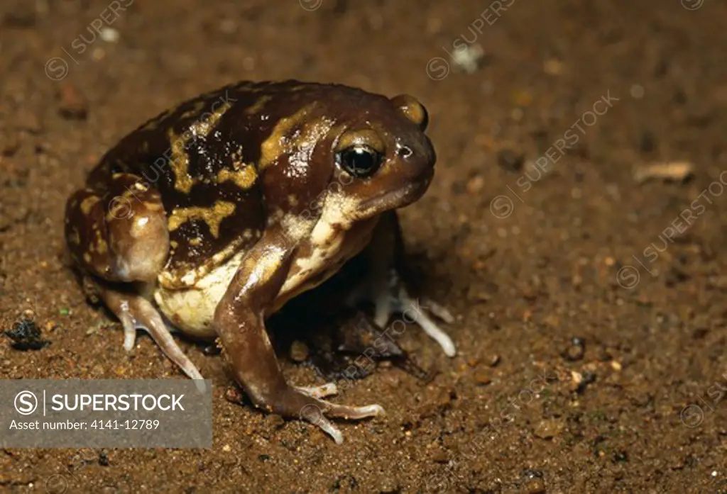 marbled balloon frog uperodon systoma gampola, sri lanka.