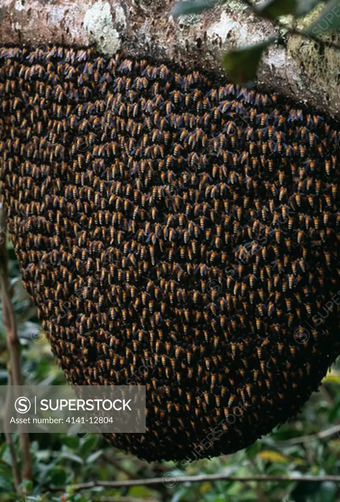 giant honey bee swarm apis dorsata nuwara eliya, sri lanka.