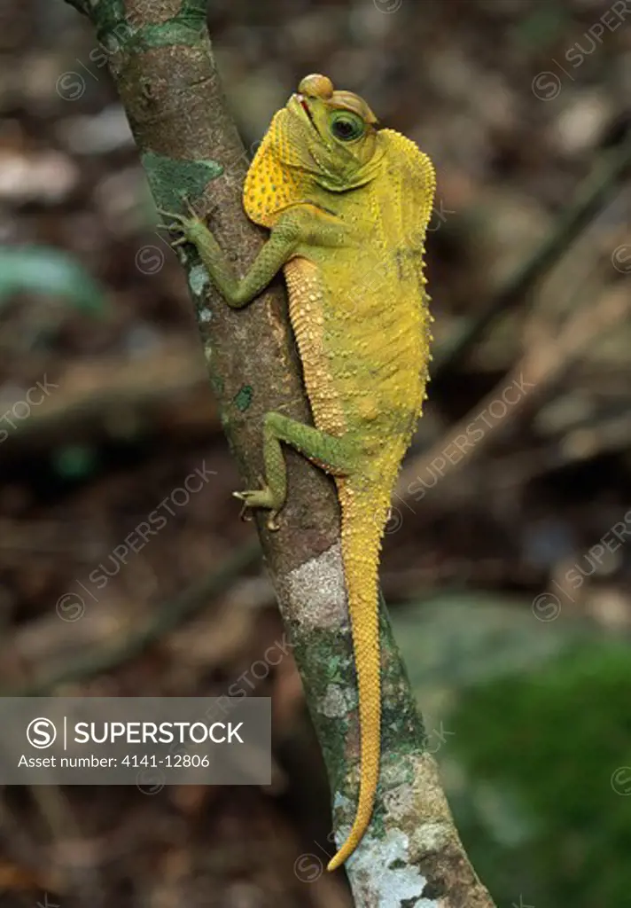 hump-nosed lizard lyriocephalus scutatus gampola, sri lanka. (endemic)