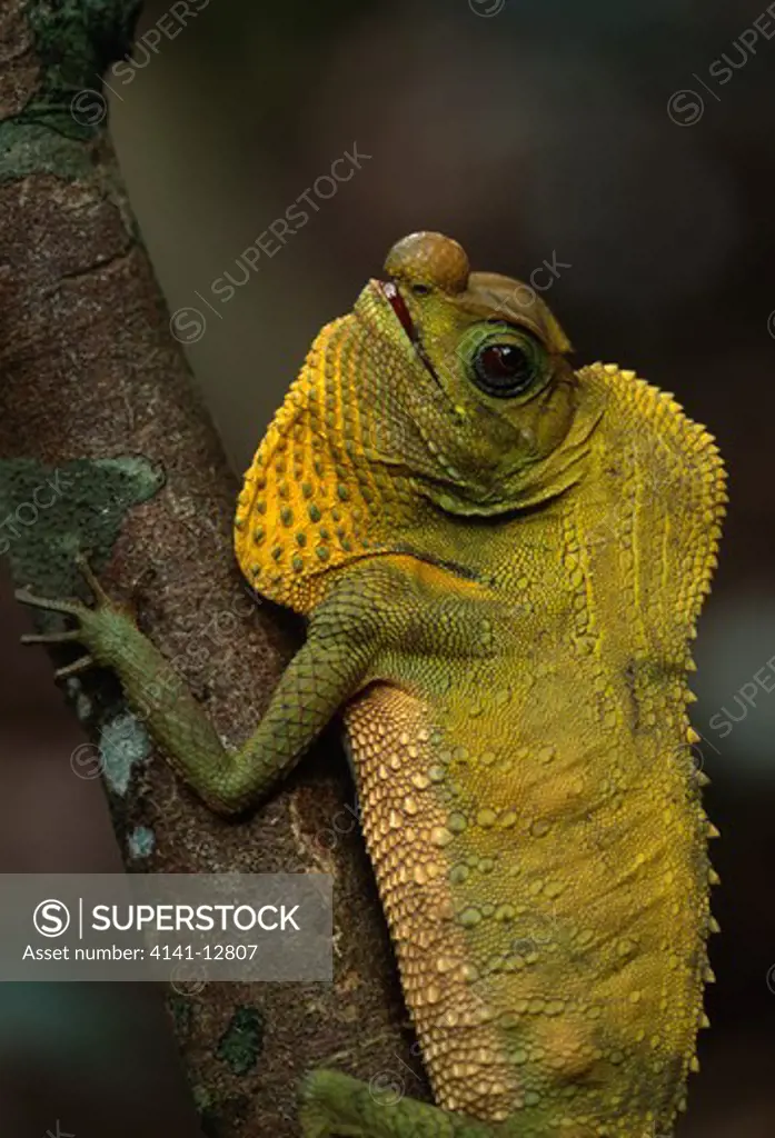 hump-nosed lizard lyriocephalus scutatus gampola, sri lanka. (endemic)