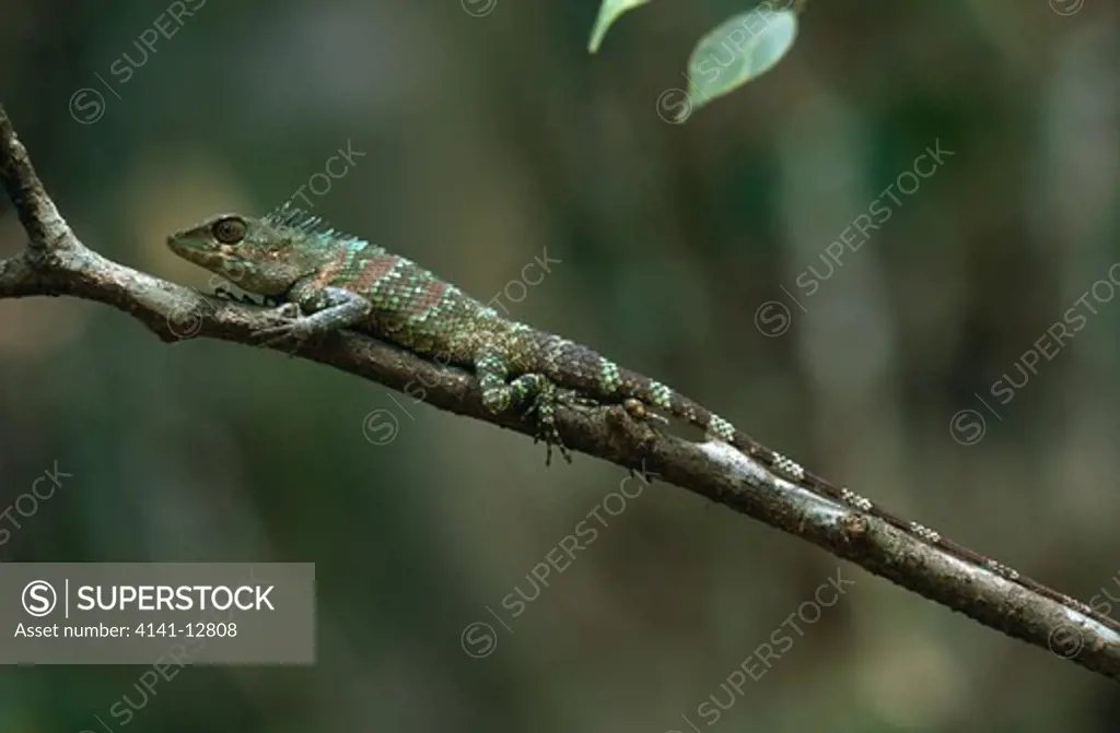 crestless garden or spineless forest lizard calotes liocephalus gampola, sri lanka. (endemic & endangered)