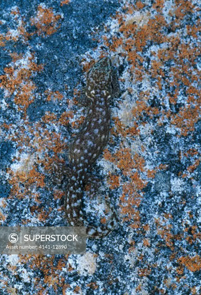 marbled leaf-toed gecko afrogecko porphyreus cape peninsula, south africa.