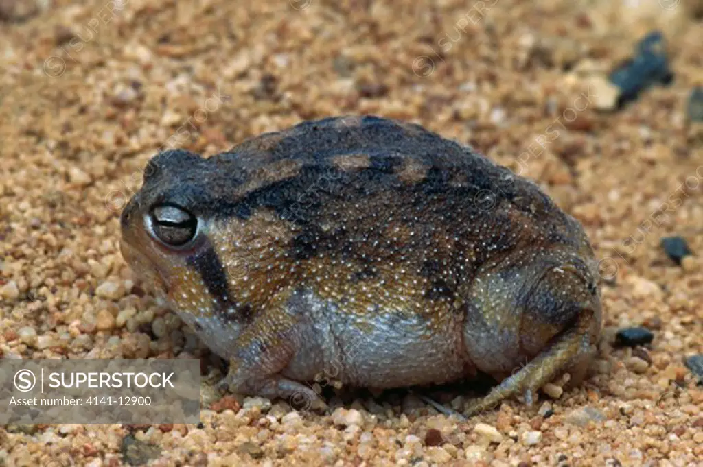 namaqua rain frog breviceps namaquensis clanwilliam, south africa.