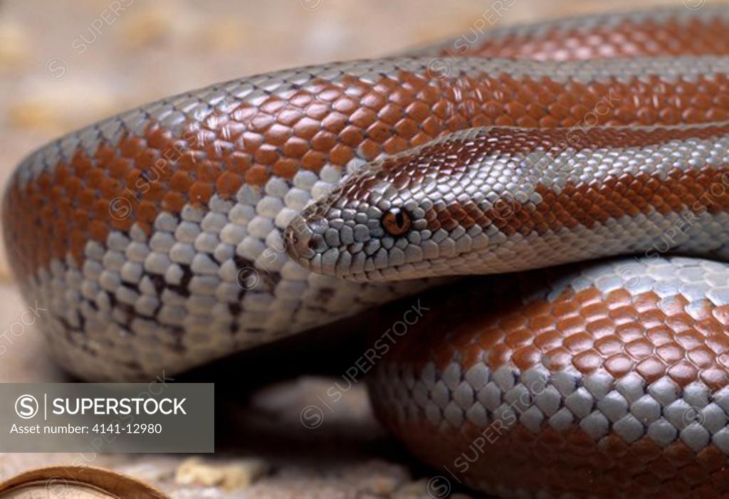 central baja rosy boa head detail lichanura trivirgata saslowi baja