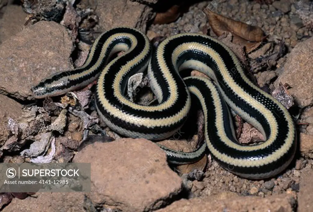 mexican rosy boa lichanura trivirgata trivirgata mexico. charina