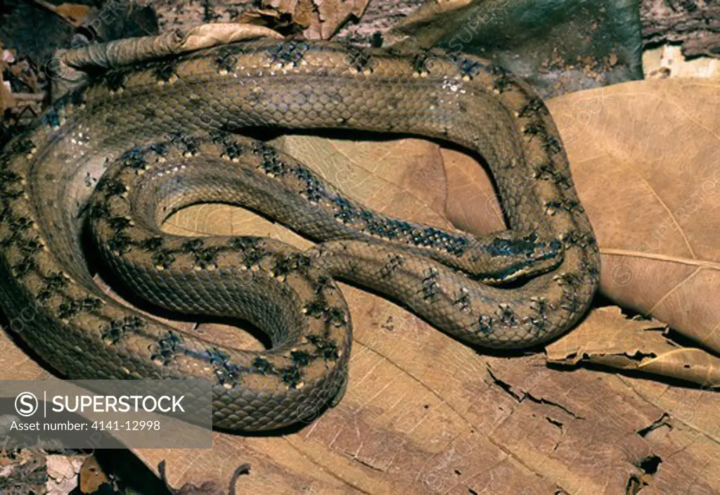 cuban woood snake or cuban dwarf boa tropidophis melanurus native to cuba. 