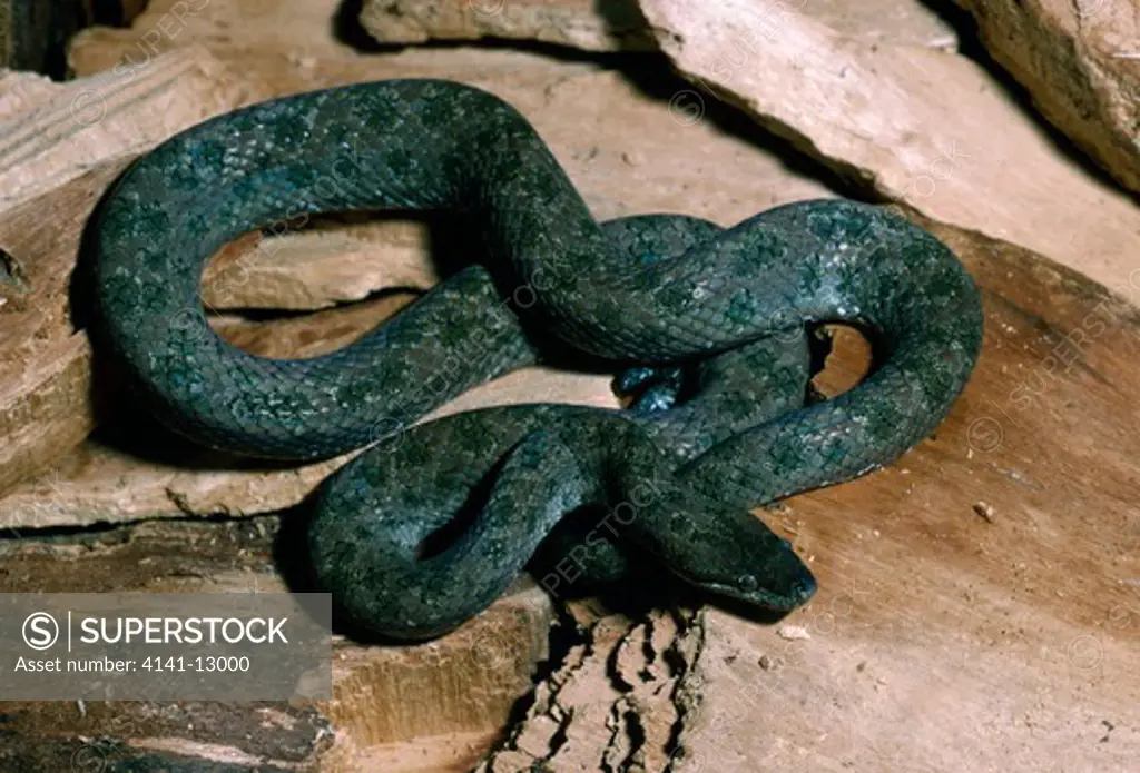 haitian wood snake or haitian dwarf boa tropidophis haitianus haiti.