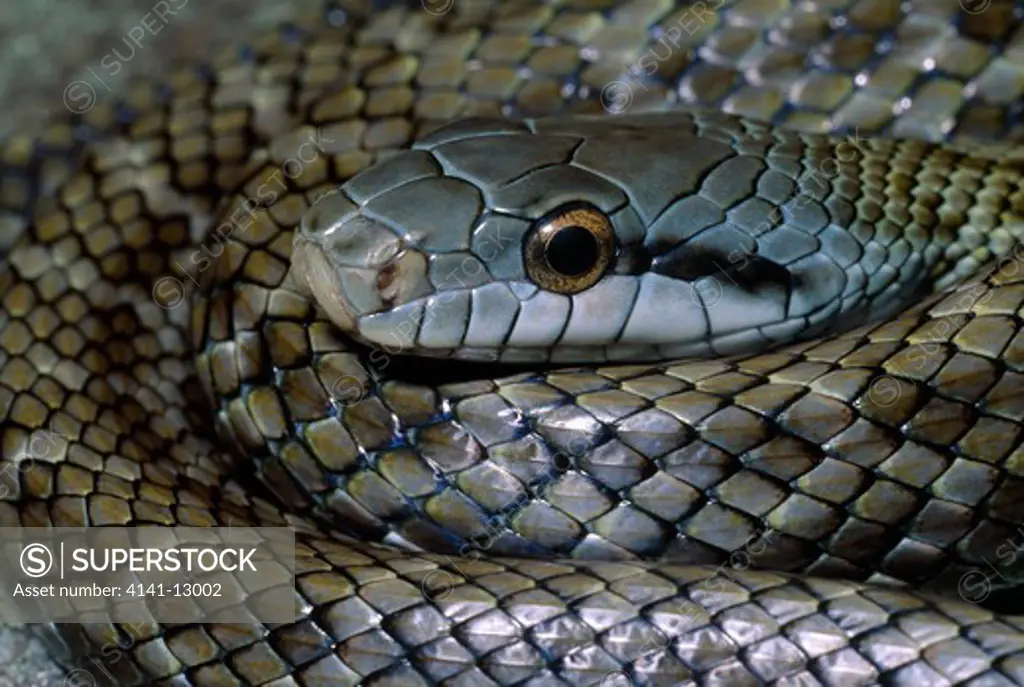 japanese rat snake head detail elaphe climacophora kunashiri island, japan.