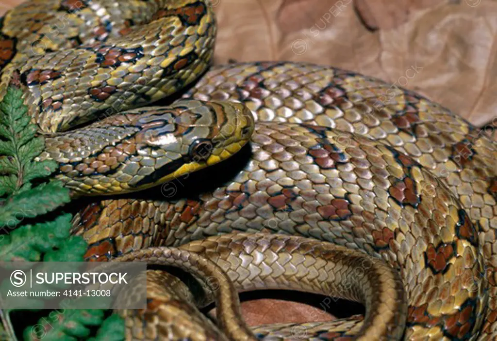 twin-spotted rat snake elaphe bimaculata native to central asia. 