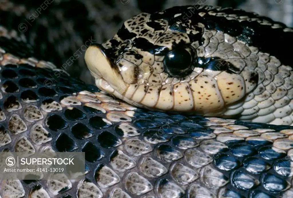 southern hognose snake heterodon simus head detail florida, usa. 