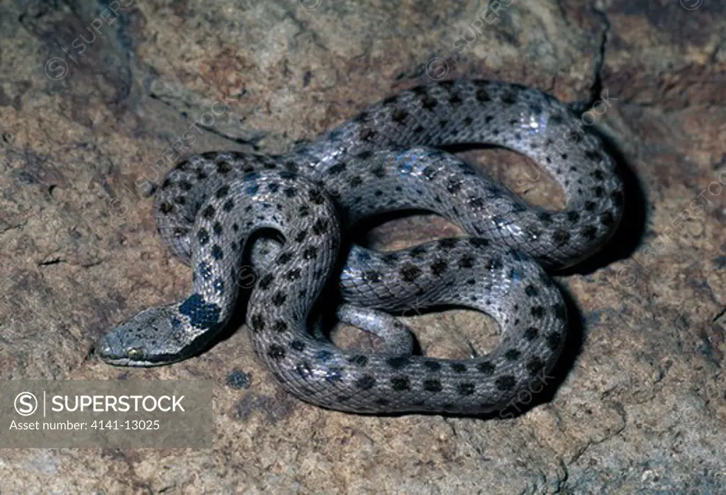 spotted night snake hypsiglena torquata baja california, mexico.