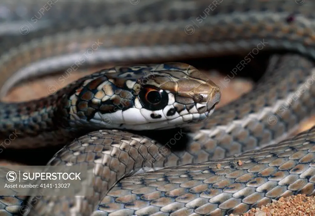 namib sand snake head detail psammophis crucifer namaqualand, south africa.