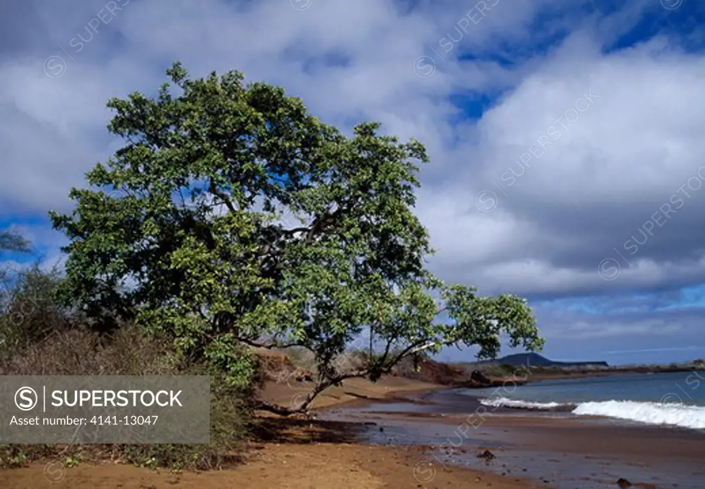 black mangrove avicennia germinans floreana, galapagos.