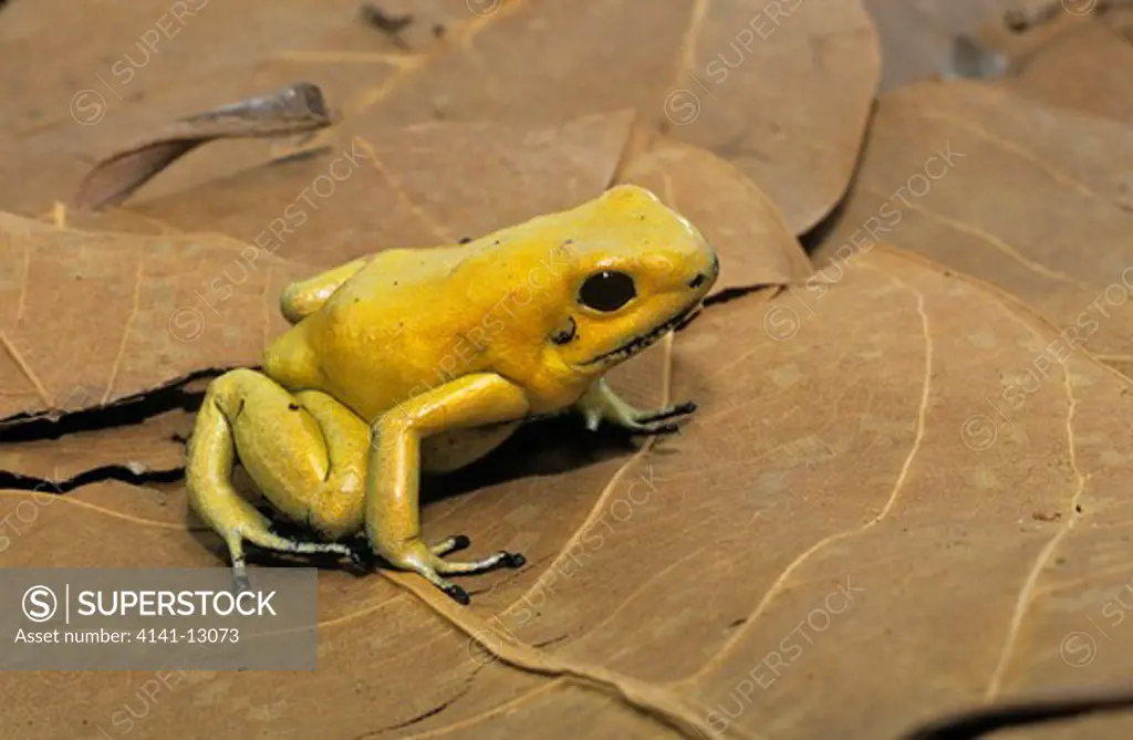 goldon poison dart frog phyllobates terribilis most poisonous frog in the world colombia. 