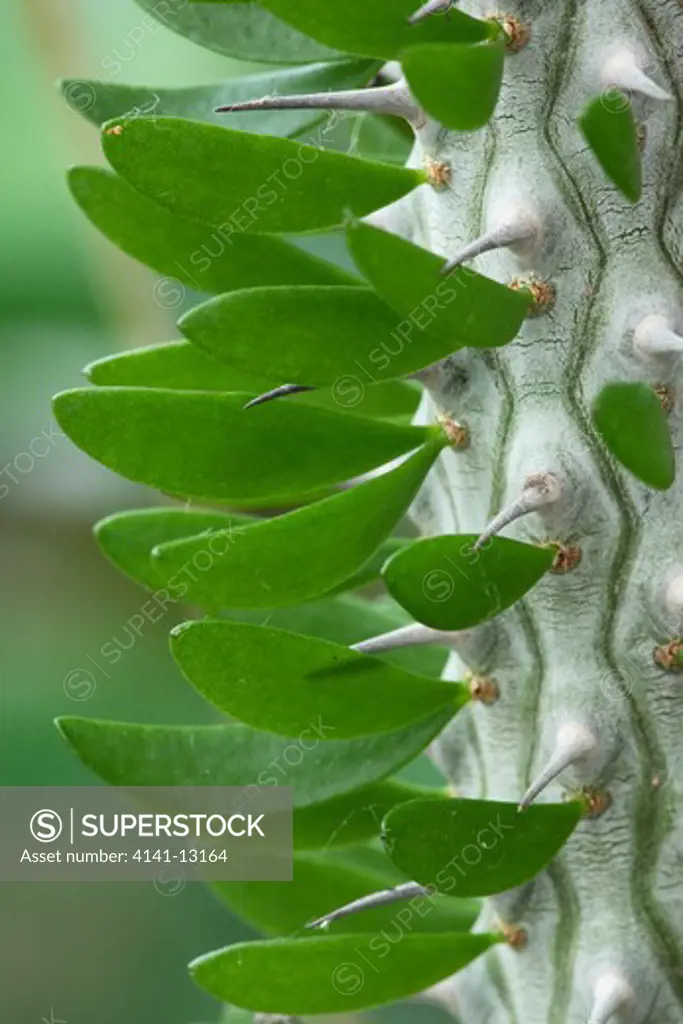 madagascan ocotillo alluaudia procera a component of spiny forest, a disappearing habitat in madagascar.