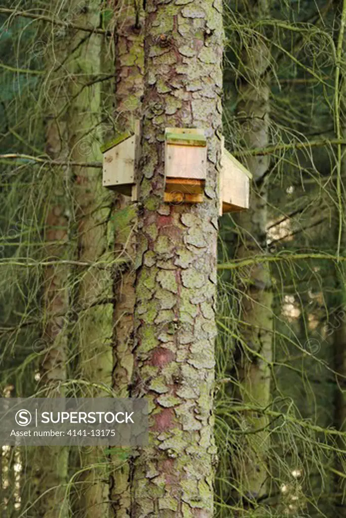 bat boxes attached to corsican pine trees froggatt, peak district national park, derbyshire