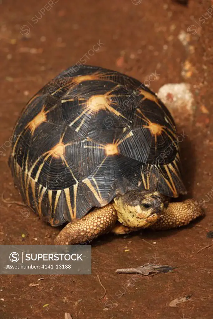 radiated tortoise geochelone radiata berenty, madagascar