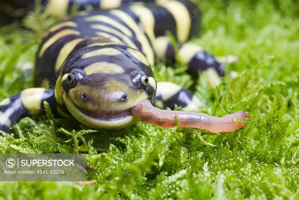barred tiger salamander (ambystoma tigrinum) eating earthworm mavortium north america.