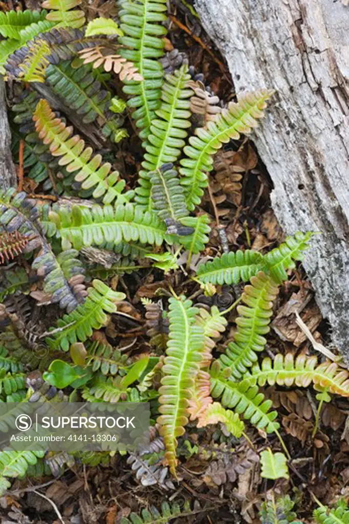 small fern (blechnum sp.) rio serrano torres del paine national park patagonia chile