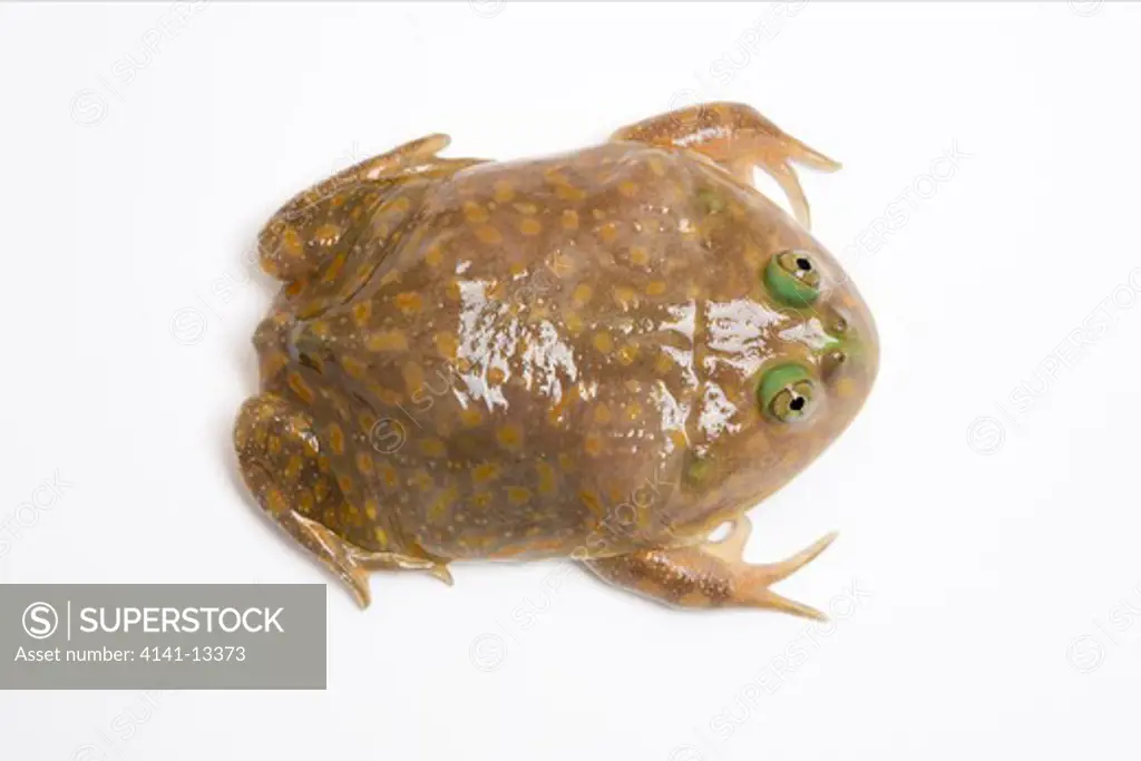 budgett's frog (lepidobatrachus laevis) argentina on white background