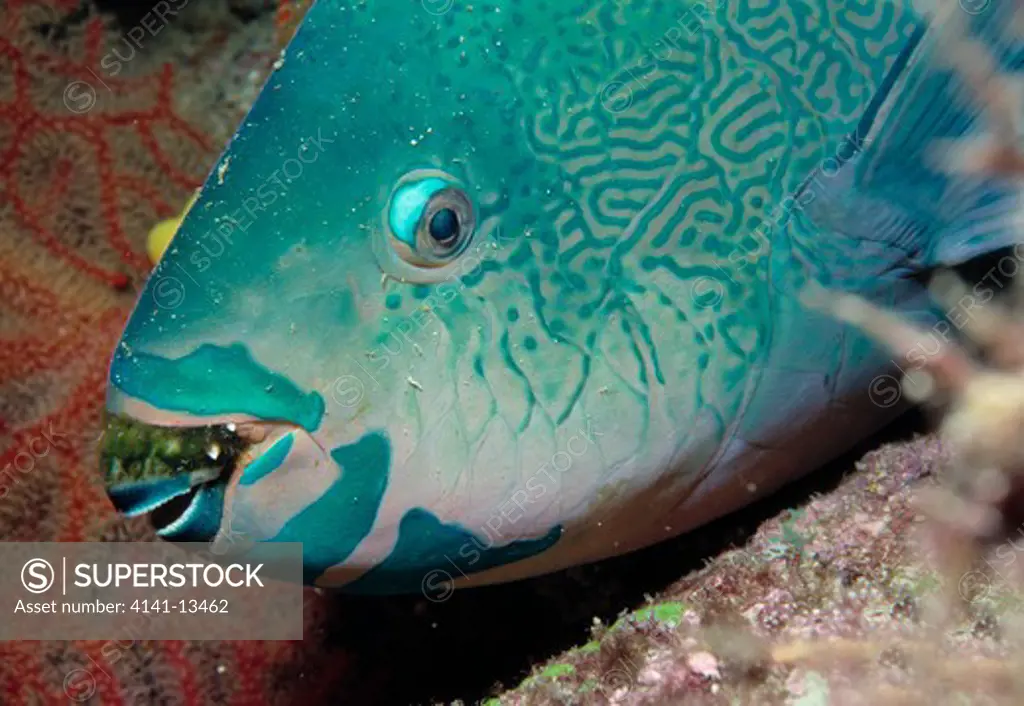 redband parrotfish sparisoma aurofrenatum roatan, honduras, caribbean 