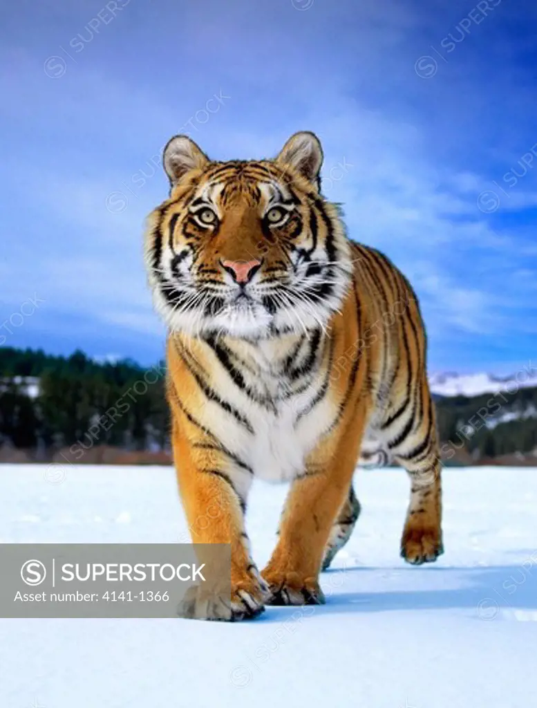 siberian tiger panthera tigris in snow usa (taken under controlled conditions)