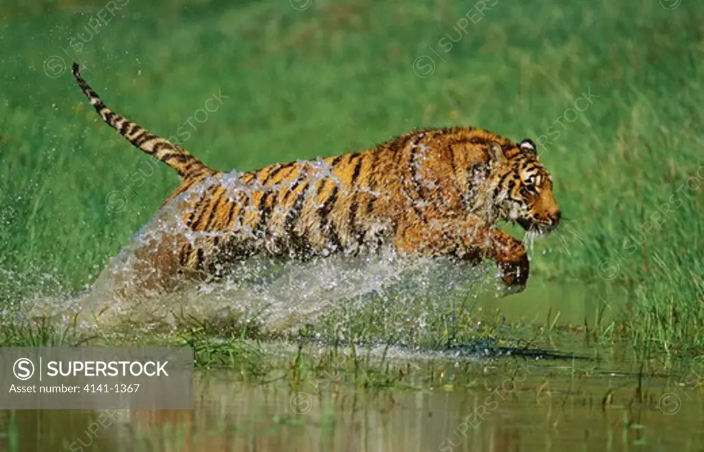 bengal tiger panthera tigris jumping through water usa