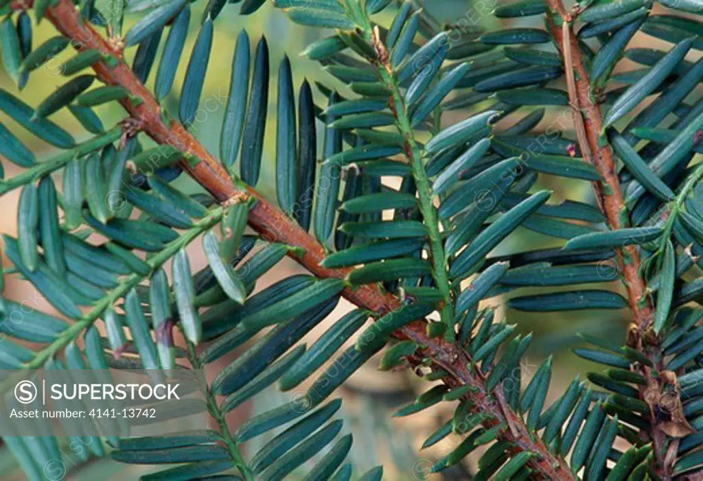 pacific yew needles taxus brevifolia yields cancer drug taxol grows in ancient forests of north western usa 