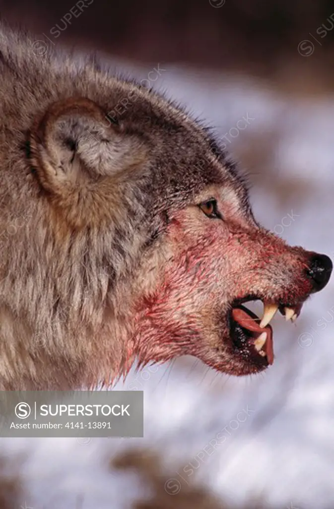 north american grey or timber wolf canis lupus defending kill from other pack members. montana, usa